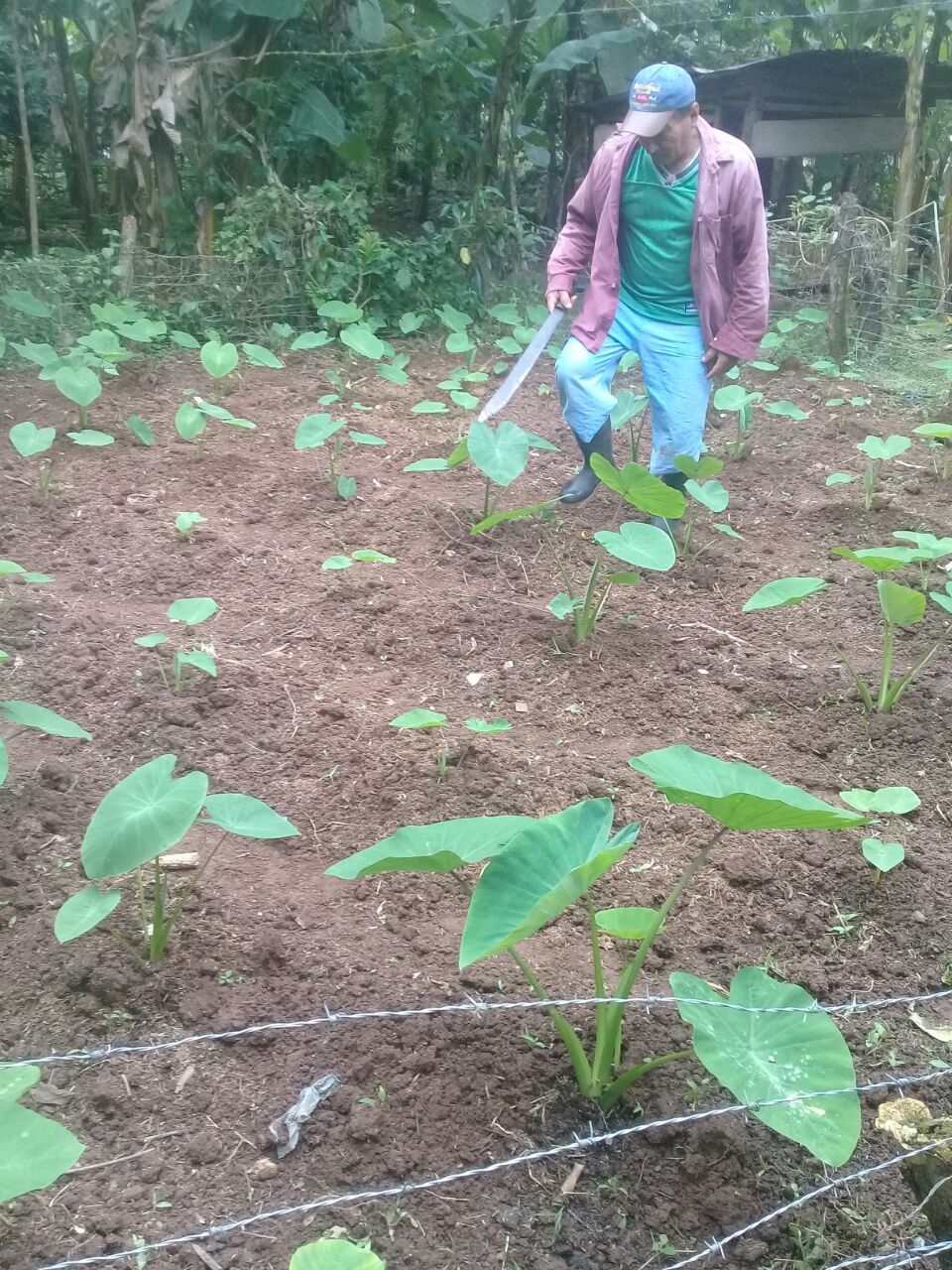 Guinea1